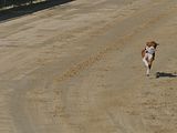 Golden Rabbit European Sandtrack-Derby Th. Ernst (182)